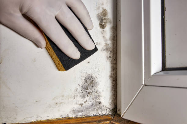 Best Real Estate Mold Inspection  in Patton Village, TX